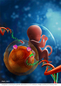 New screening method to identify genetic defects in human embryos