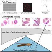 High-Throughput Assay for Malaria Transmission