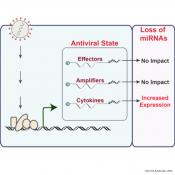 microRNA Function During Virus Infection