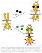 Mechanism of FGF receptor dimerization and activation