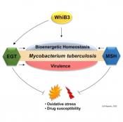 Redox buffer ergothioneine (EGT) role in Mycobacterium tuberculosis &nbsp;(Mtb) survival 