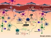 Brain&#039;s immune cells key to maintaining blood-brain barrier