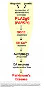 New signalling mechanism in Parkinson&#039;s disease