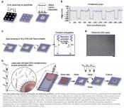 A high-throughput, multiplexed cellular platform to study cell-cell signalling networks