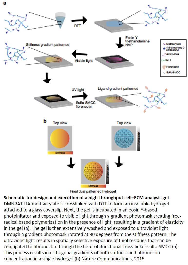 A synthetic hydrogel for the high-throughput study of cell-ECM interactions