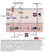 Mechanism of mitochondrial dysfunction and heart failure