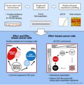 Identification of Distinct Breast Cancer Stem Cell Populations Based on Single-Cell Analyses 
