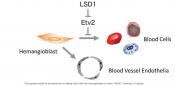 Mechanism for making blood cells