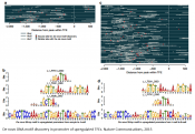 Identification of novel transcription factors and regulatory elements in early human development