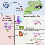 Cross reactive antibodies to neutralize Ebola viruses!