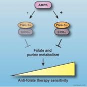 Promoting Sensitivity to Anti-folate Therapy in Breast Cancer
