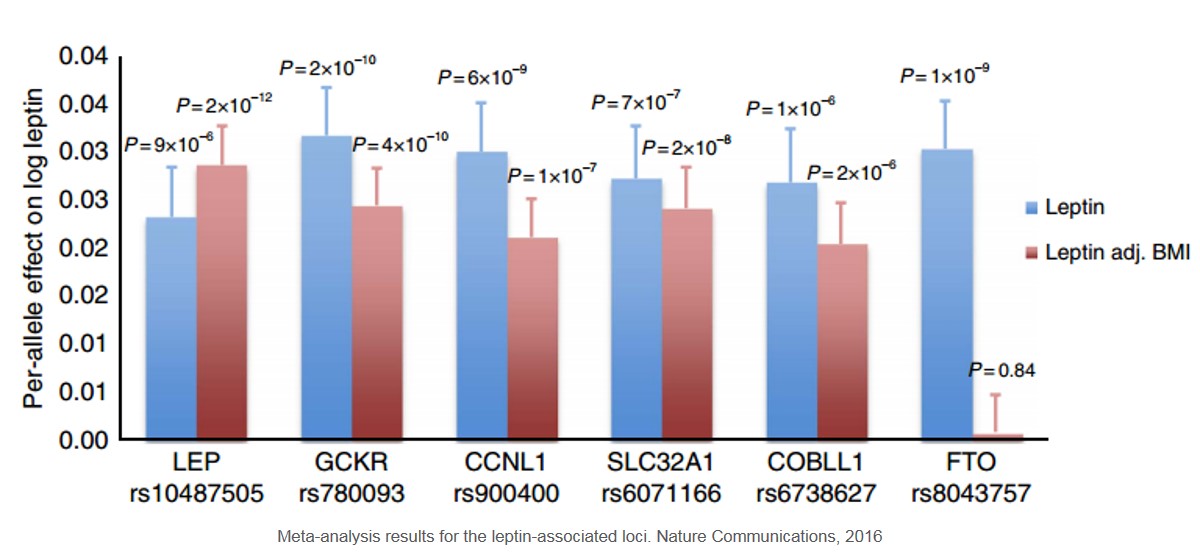 Novel loci influencing circulating leptin levels identified