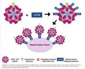 Hepatitis virus-like particles as potential cancer treatment