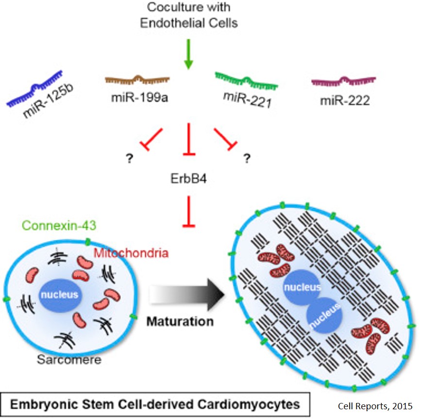 Micro RNAs improve maturity of stem cell derived cardiomyocytes