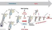 Hair thinning by stem cell loss