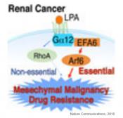 Lysophosphatidic acid signaling pathway in renal mesenchymal cancer 