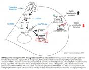 Mechanism of brain injury by Parkinson&#039;s gene mutation 
