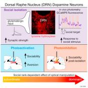 Loneliness neurons in brain identified!