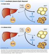 Mechanism of blood fat-lowering effect by FGF21 
