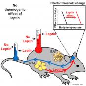 Protective effects of leptin in body weight regulation do not involve an increase in thermogenesis/energy expenditure