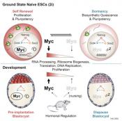 Myc is required for early embryo development