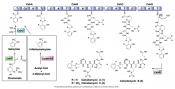 Inhibitors of bacterial biofilms from natural products 