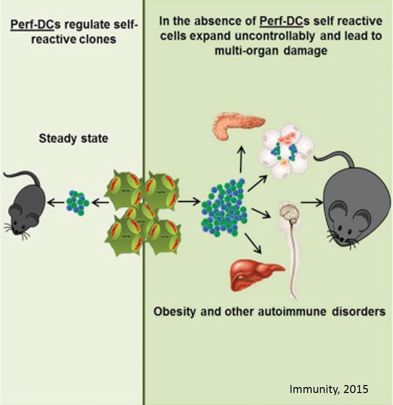 Cells that regulate both obesity and autoimmunity identified!