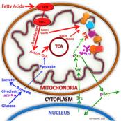 Mitochondrial fatty acid oxidation in the regulation of cancer metastasis