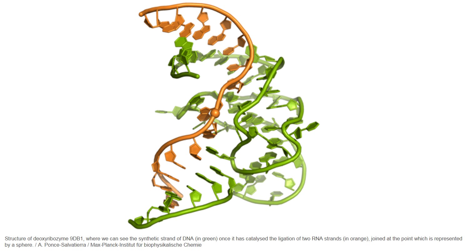 First 3-D structure of the enzymatic role of DNA