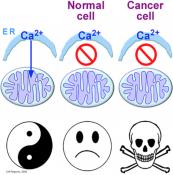 Mitochondrial calcium addiction in cancer cells