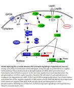 Regulation of obesity by hypothalamic protein kinase A (PKA)