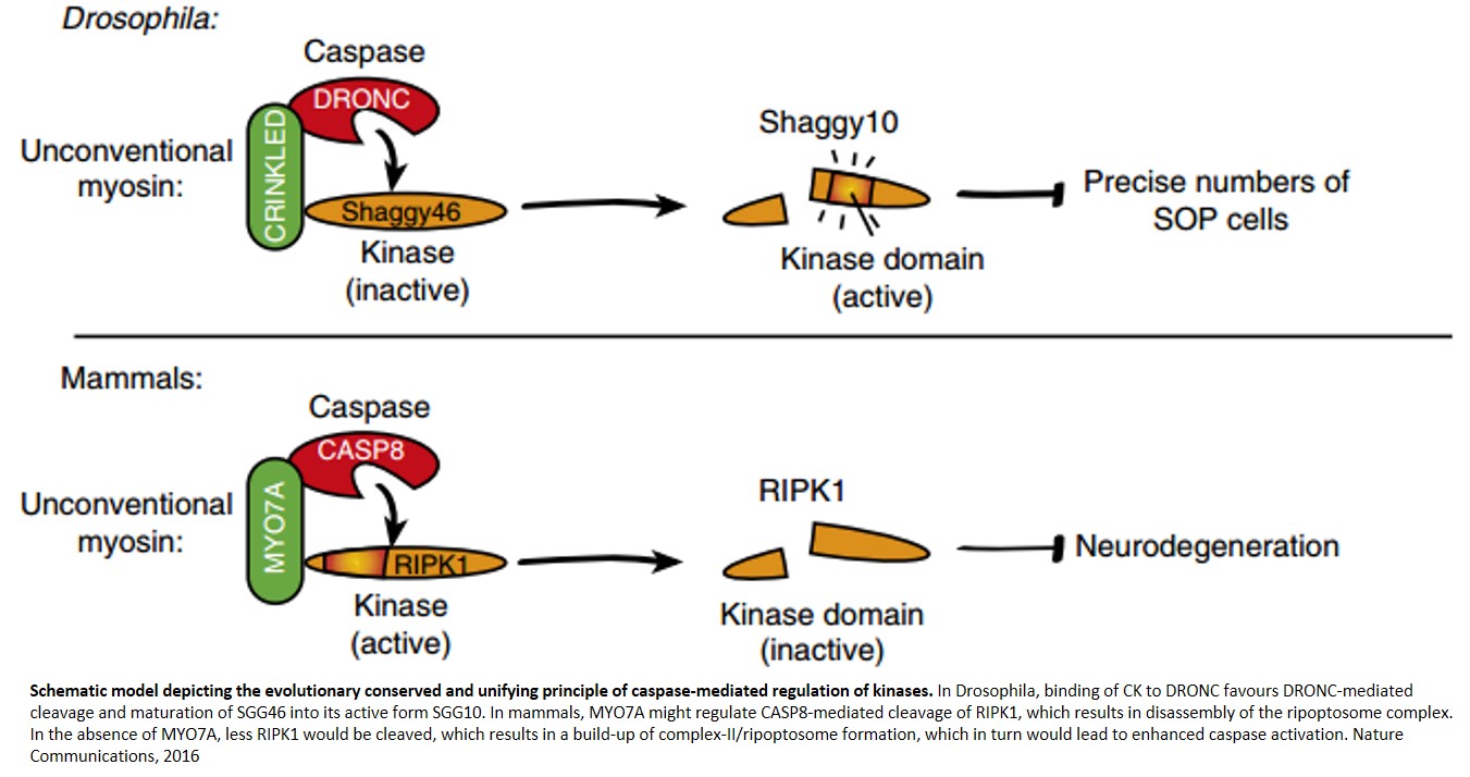 Caspases role in non-apoptotic signaling to control cellular homeostasis