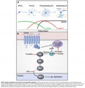 Receptor for myelin formation identified!