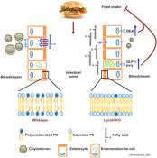 Intestinal Phospholipid Remodeling Is Required for Dietary-Lipid Uptake and Survival on a High-Fat Diet