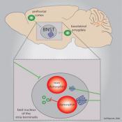 How kappa opioid receptors drive anxiety