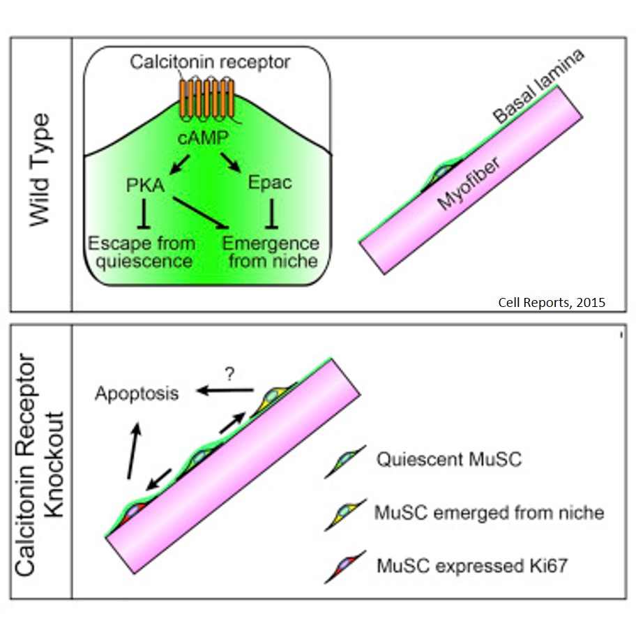 Calcitonin receptor (Calcr) prevents relocation and maintenance of muscle stem cells
