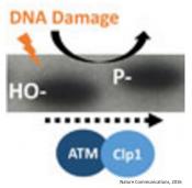 Mechanism of activation of micro RNA in response to DNA damage