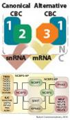 A new protein that helps in mRNA processing under stress identified!
