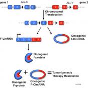 Circular RNAs implicated in cancer