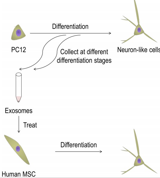 Exosomes help in the differentiation of mesenchymal stem cells to neurons