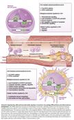 Regulating monocyte differentiation and atherosclerosis development