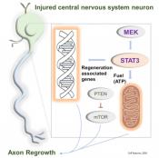 Transcription factor mediated signaling in axonal regeneration