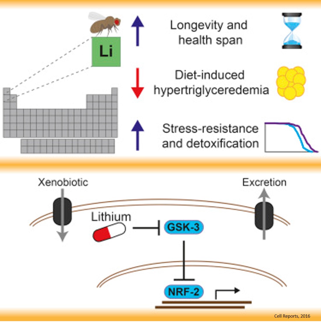 Mood stabilizer, lithium, increases life span in fruit flies
