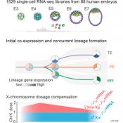Controlling X chromosome gene expression durning early human embryo development