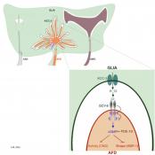 Glial cells control shape of nerve endings