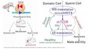 Novel crosstalk mechanism between mitochondrial and cytoplasmic translation
