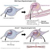 Understanding myelination process