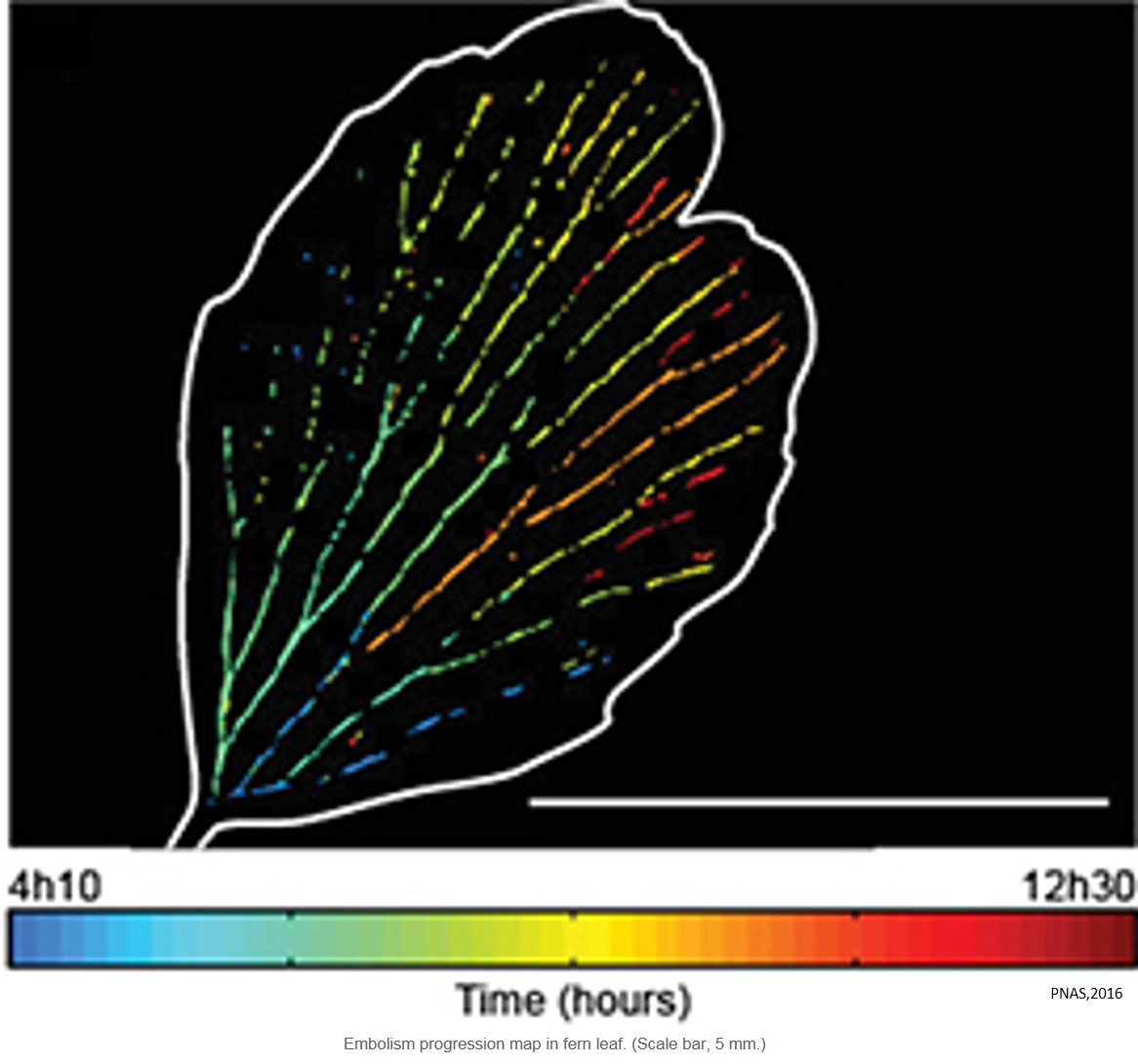 Revealing catastrophic failure of leaf networks under stress 
