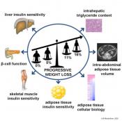 Effect of progressive weight loss on metabolic functions