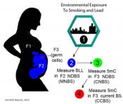 Lead exposure in mothers can affect future generation